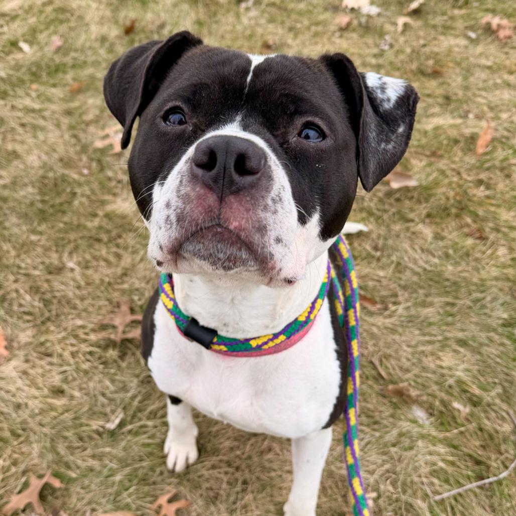 Xena, Adoptable, Adult Female Mixed Breed.