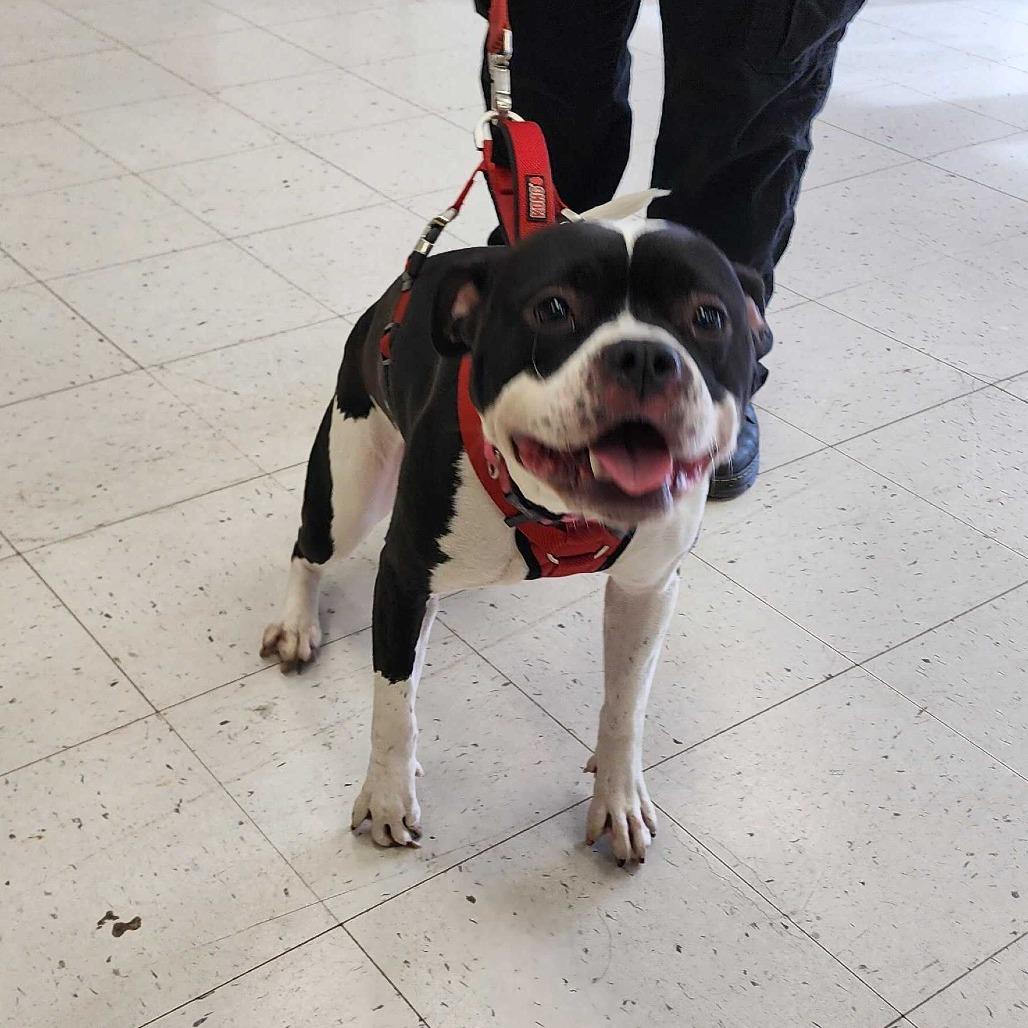 Xena, a Adoptable Mixed Breed in Davenport, IA image 2/6