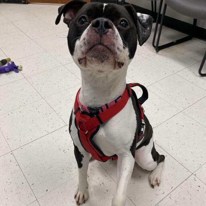 Xena, a Adoptable Mixed Breed in Davenport, IA image 3/6