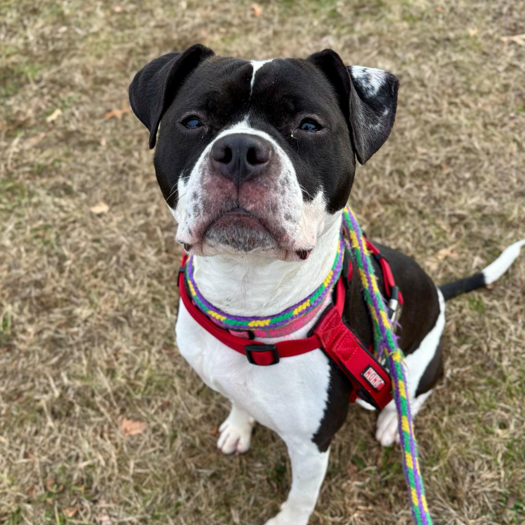 Xena, a Adoptable Mixed Breed in Davenport, IA image 4/6