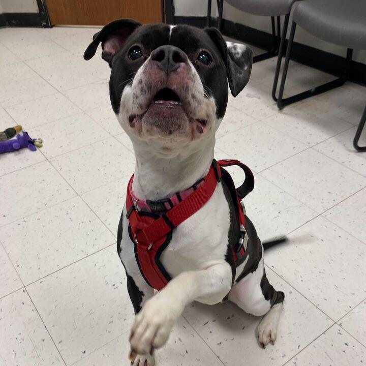 Xena, a Adoptable Mixed Breed in Davenport, IA image 5/6