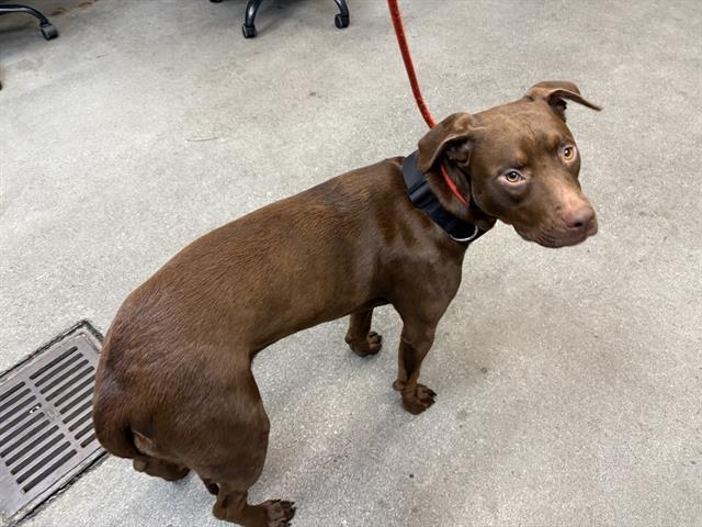 KIMA, Adoptable, Young Female Labrador Retriever & Mixed Breed.