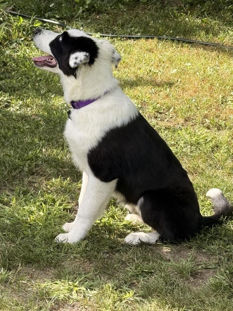 1186 Hazel Jane, a Adoptable Australian Shepherd in Coldwater, MI image 2/6