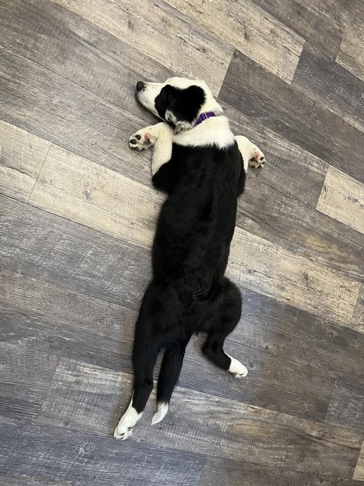 1186 Hazel Jane, a Adoptable Australian Shepherd in Coldwater, MI image 3/6