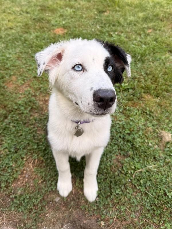 1186 Hazel Jane, a Adoptable Australian Shepherd in Coldwater, MI image 1/6