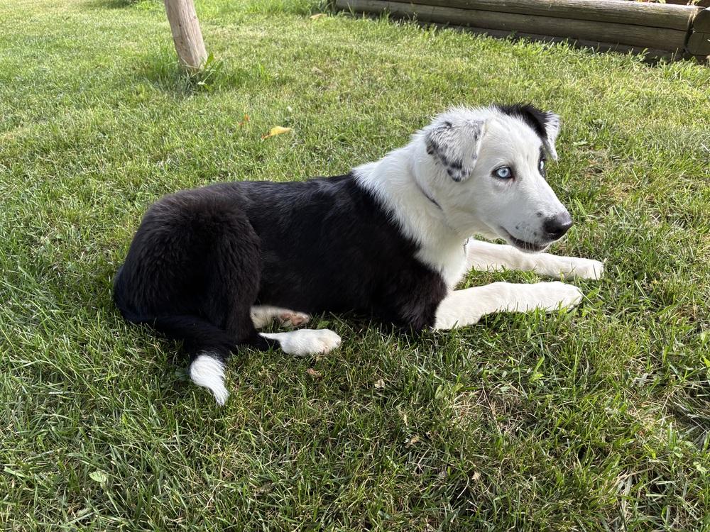 1186 Hazel Jane, a Adoptable Australian Shepherd in Coldwater, MI image 4/6