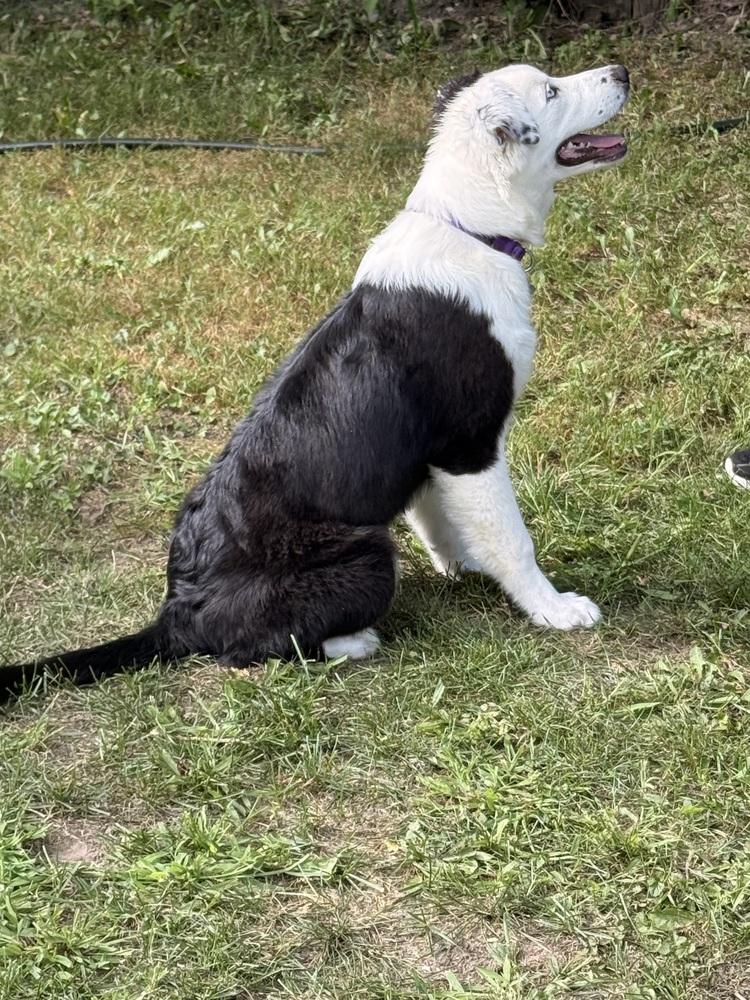 1186 Hazel Jane, a Adoptable Australian Shepherd in Coldwater, MI image 5/6