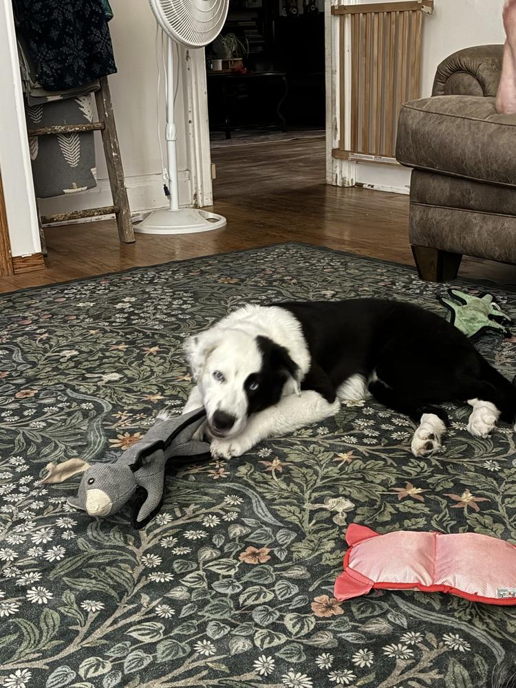 1186 Hazel Jane, a Adoptable Australian Shepherd in Coldwater, MI image 6/6