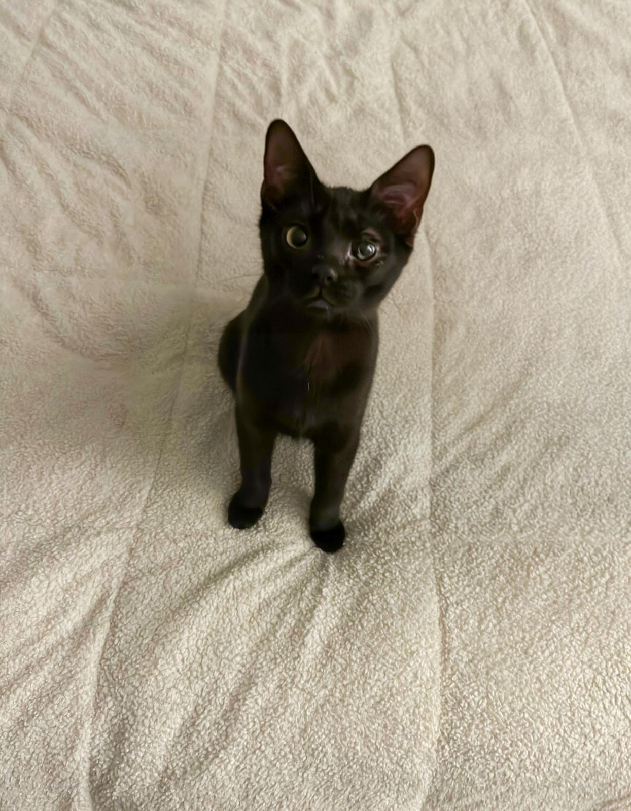 Van Gogh, adoptable, Kitten Male American Shorthair.