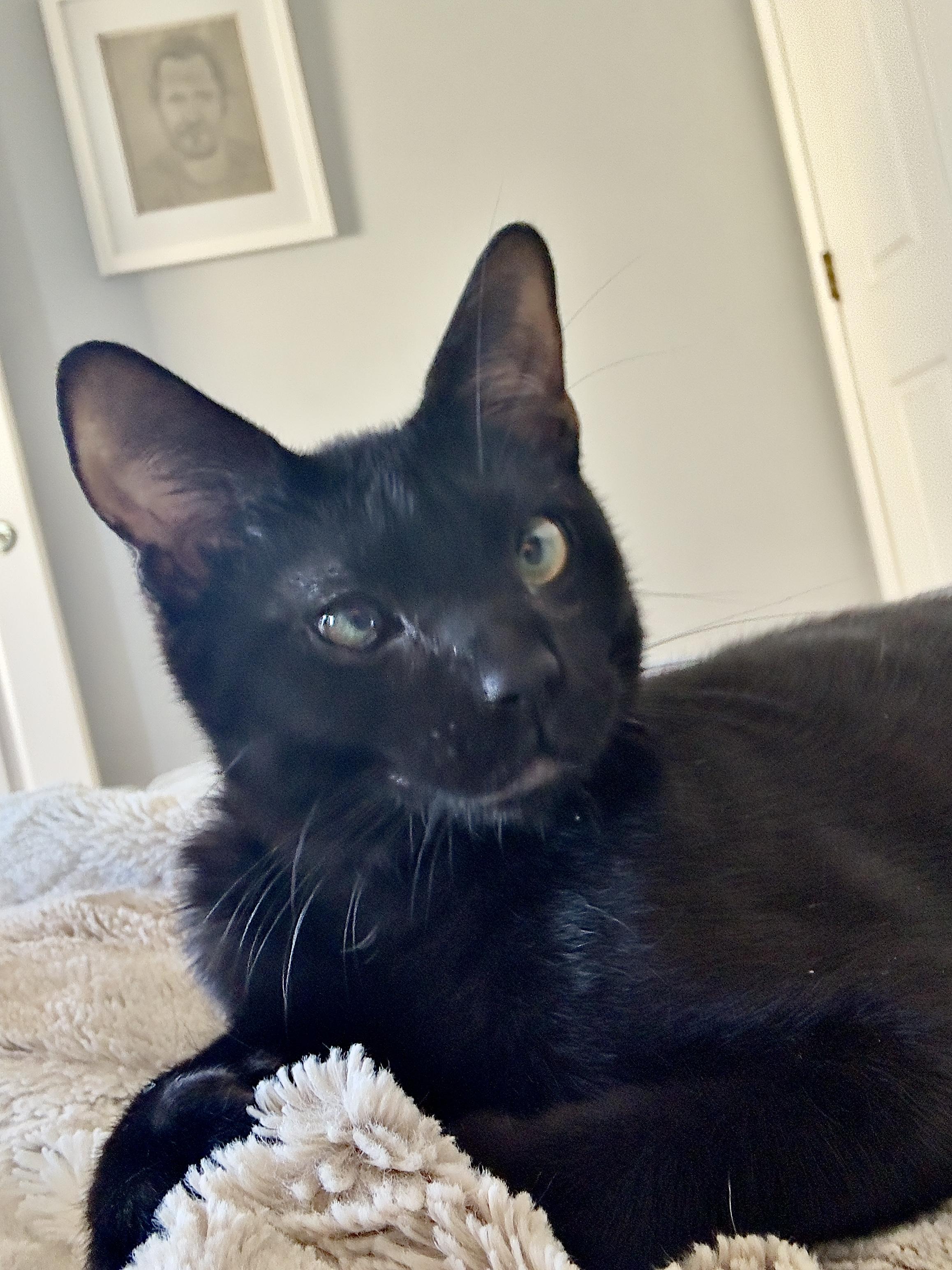 Enlarge Van Gogh, an adoptable American Shorthair in Wadsworth, IL image 3/5