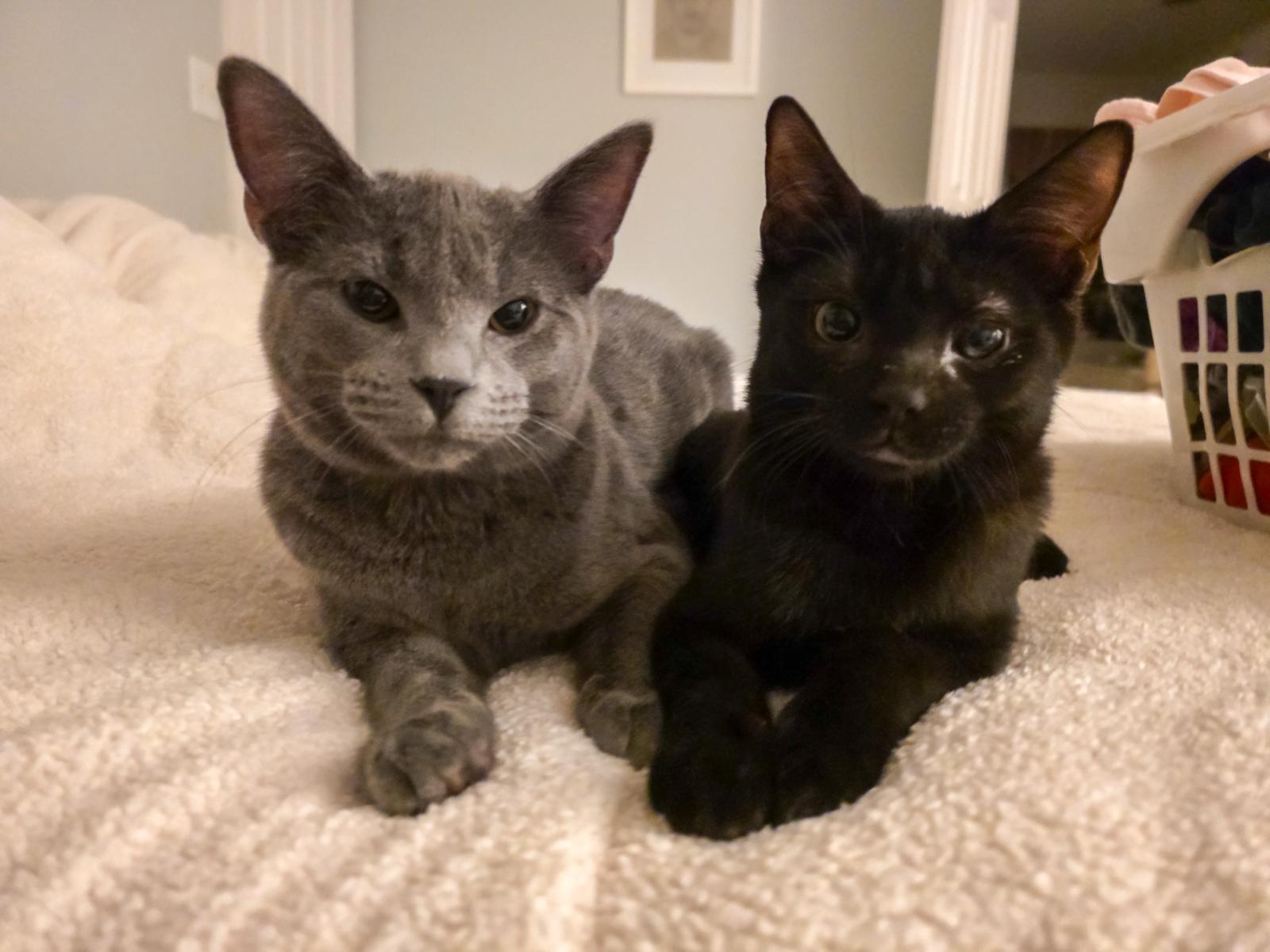 Enlarge Van Gogh, an adoptable American Shorthair in Wadsworth, IL image 2/5