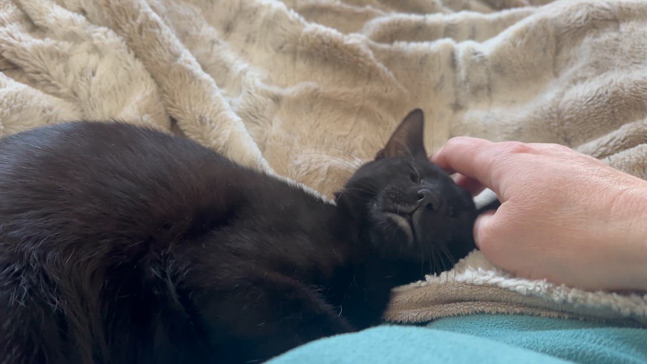 Enlarge Van Gogh, an adoptable American Shorthair in Wadsworth, IL video 5/5