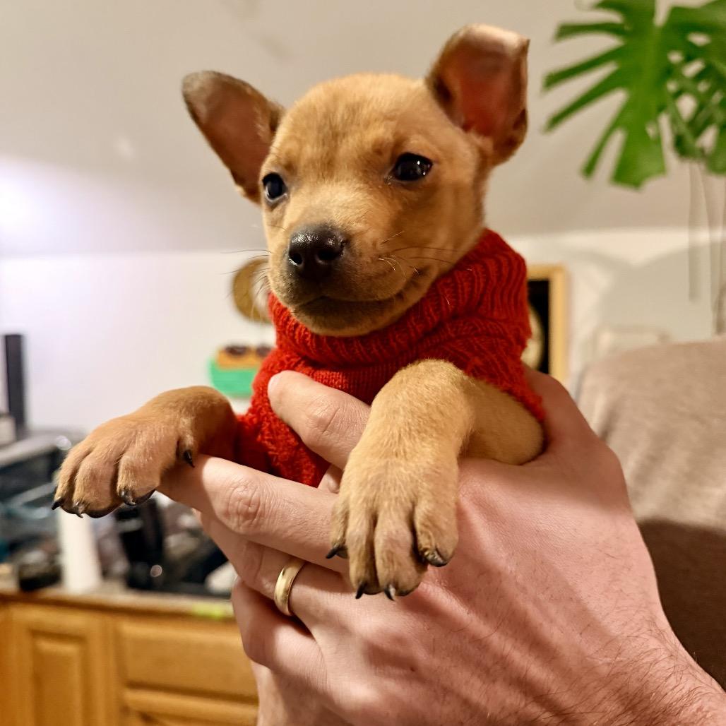 Enlarge SPORK, a Adoptable mixed breed in Cordova, TN image 1/4