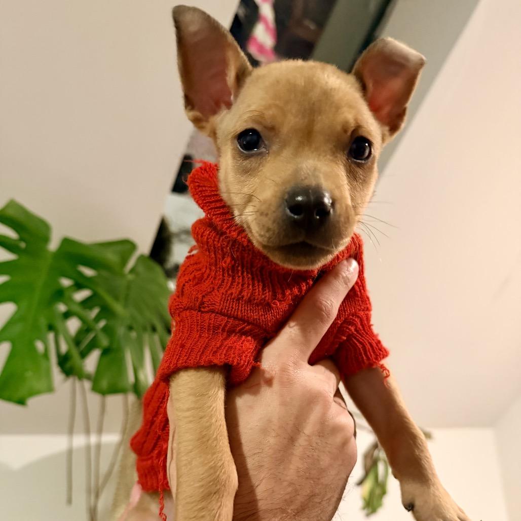 Enlarge SPORK, a Adoptable mixed breed in Cordova, TN image 2/4