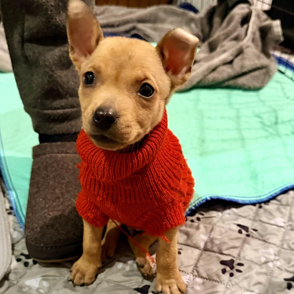 Enlarge SPORK, a Adoptable mixed breed in Cordova, TN image 3/4