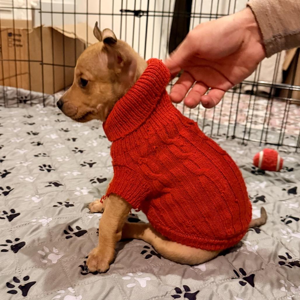 Enlarge SPORK, a Adoptable mixed breed in Cordova, TN image 4/4