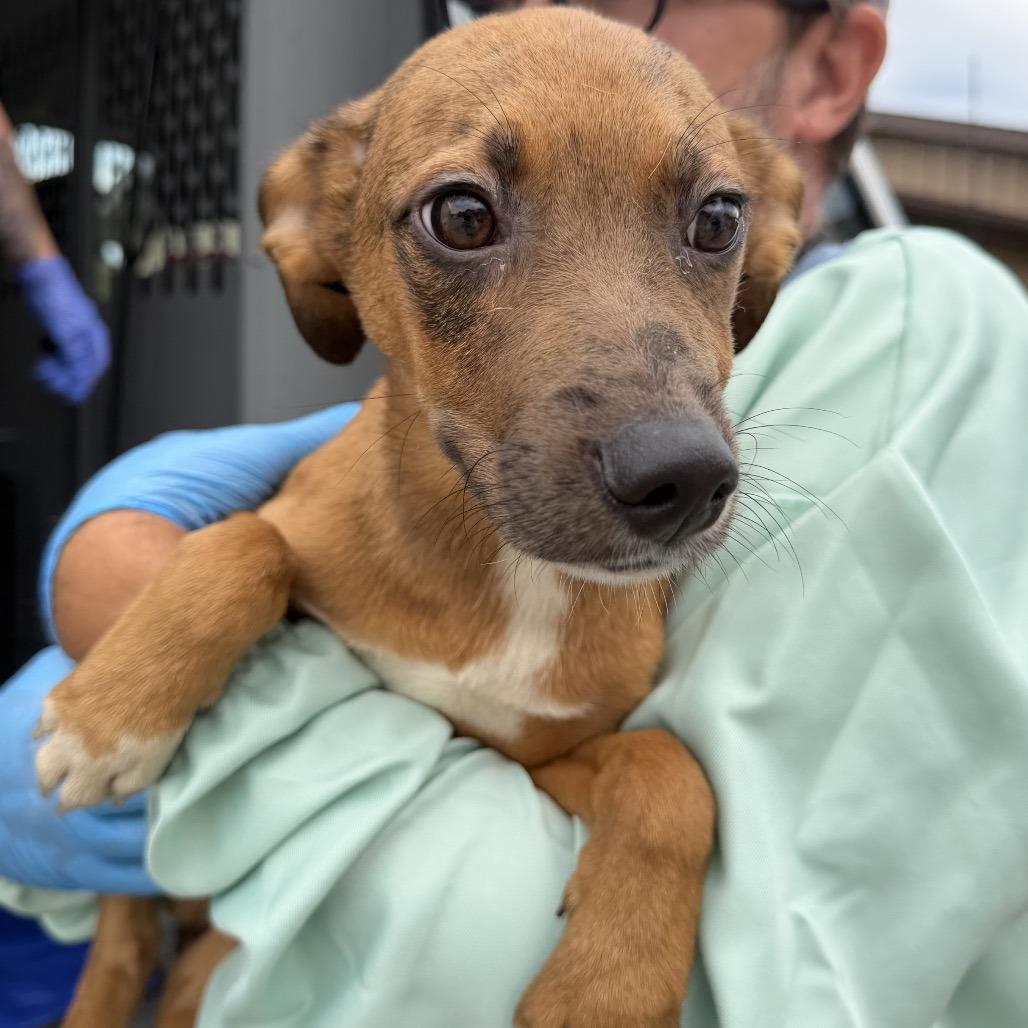 Winifred, Adoptable, Puppy Female Australian Shepherd & Mixed Breed.