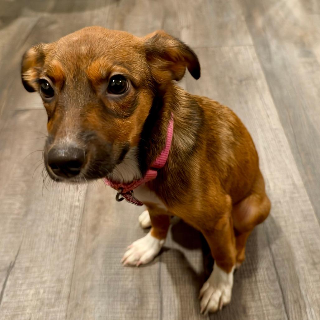 Enlarge Winifred, a Adoptable mixed breed in Delaware, OH image 2/2