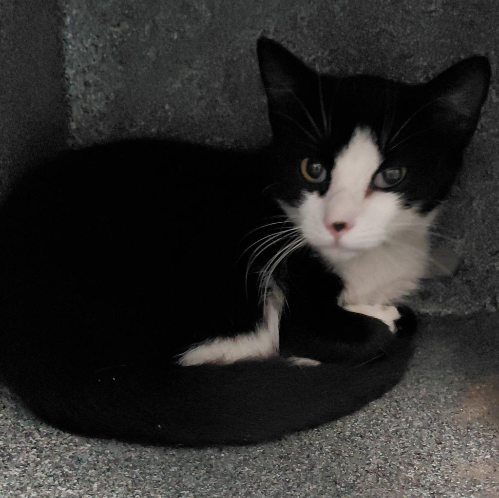 Lydia, Adoptable, Kitten Female Domestic Short Hair.