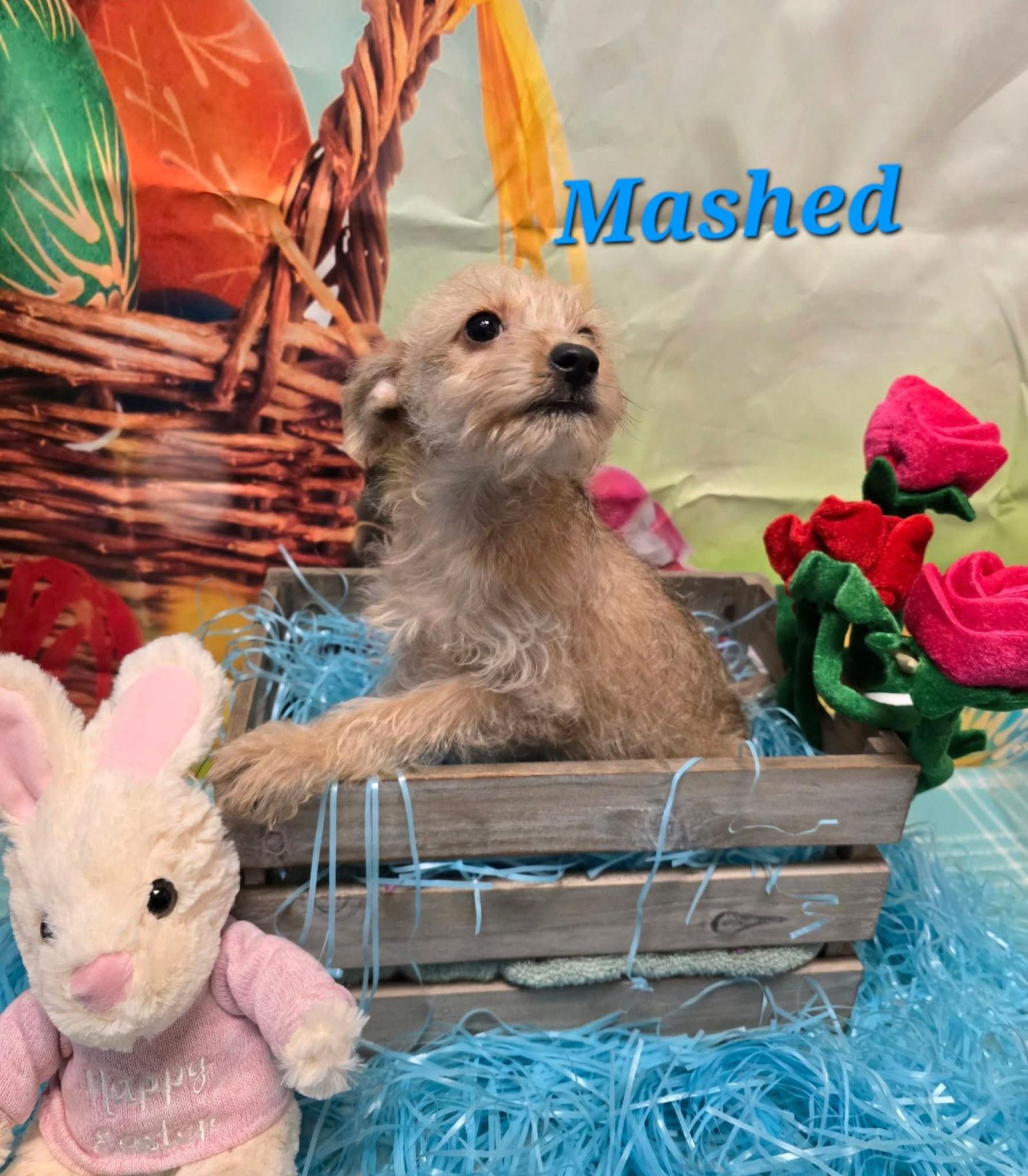 Enlarge Mashed, a Adoptable mixed breed in Modesto, CA image 1/1