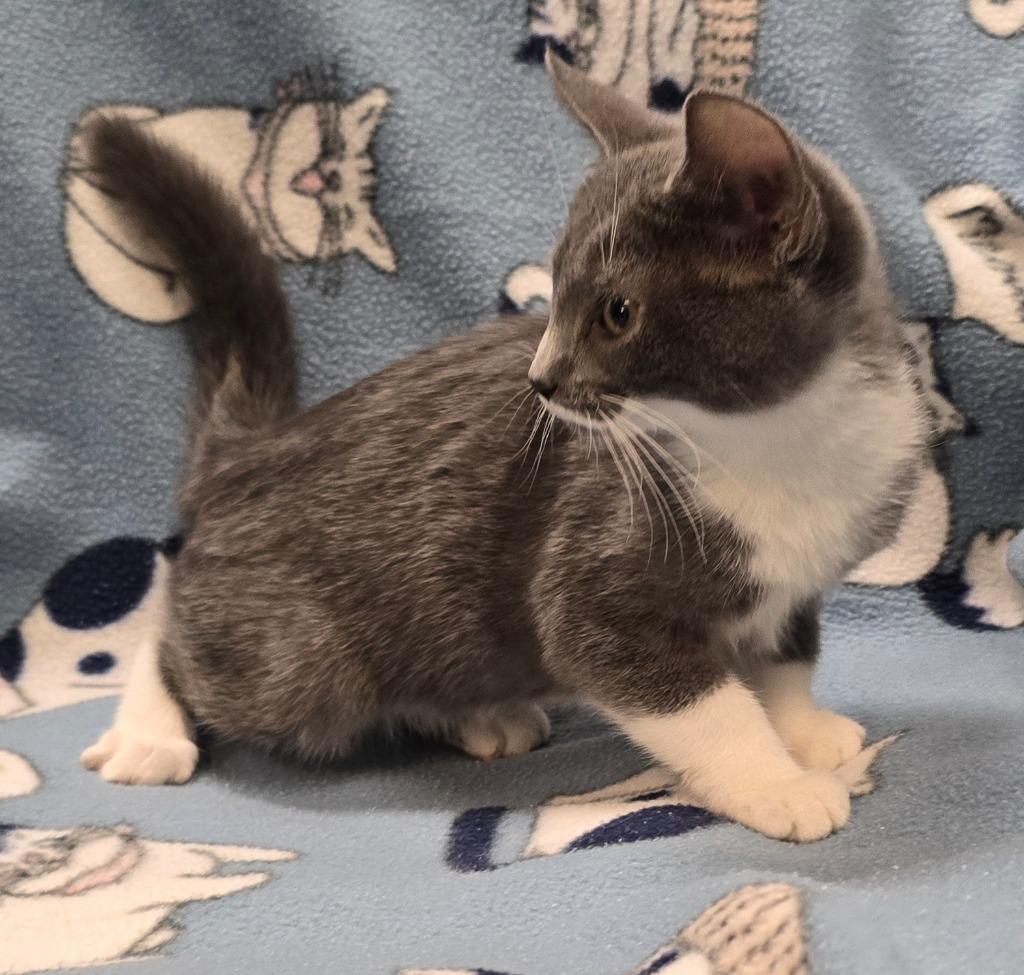 Enlarge Izzy, a Adoptable mixed breed in Murphysboro, IL image 1/3