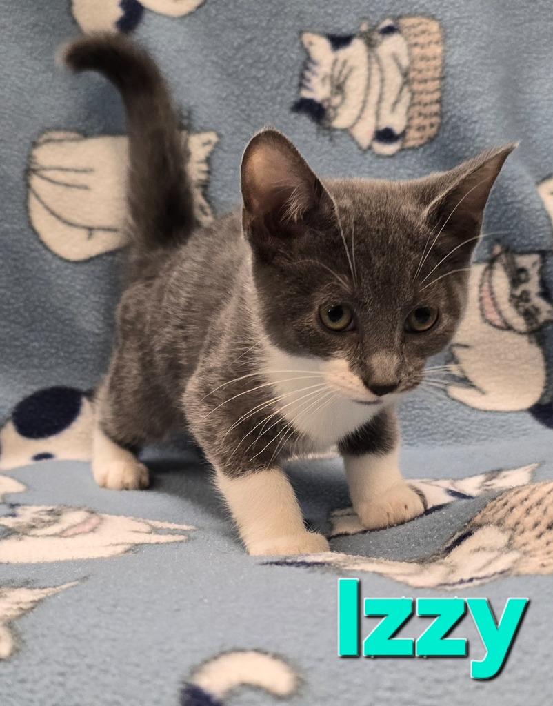 Enlarge Izzy, a Adoptable mixed breed in Murphysboro, IL image 2/3