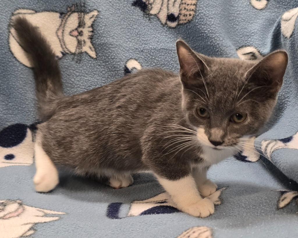 Enlarge Izzy, a Adoptable mixed breed in Murphysboro, IL image 3/3