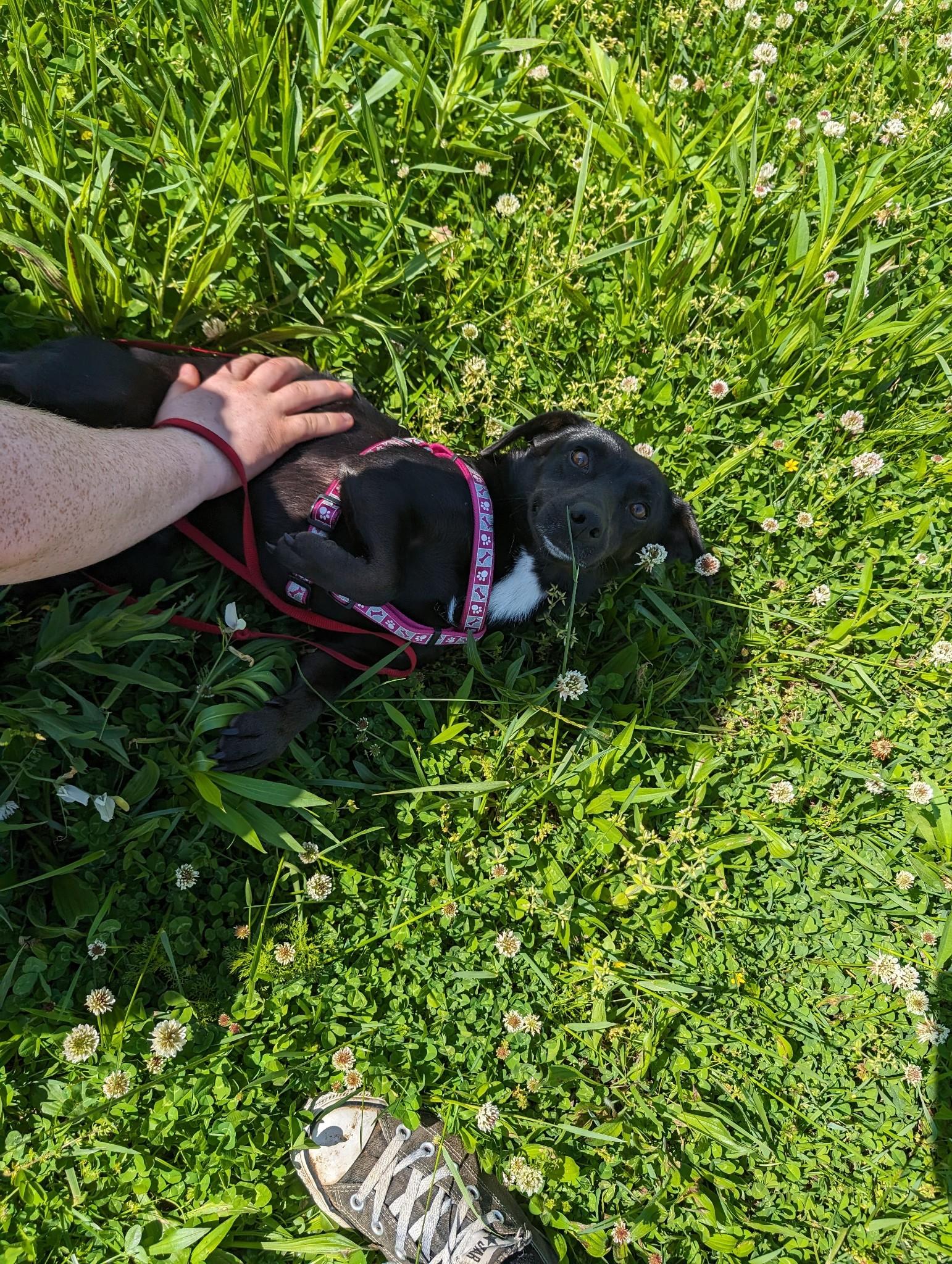 Mavis and Huey Bonded Pair (NO ADOPTION FEE Home, Foster or Rescue Needed ASAP), a Adoptable mixed breed in Guntersville, AL image 5/6