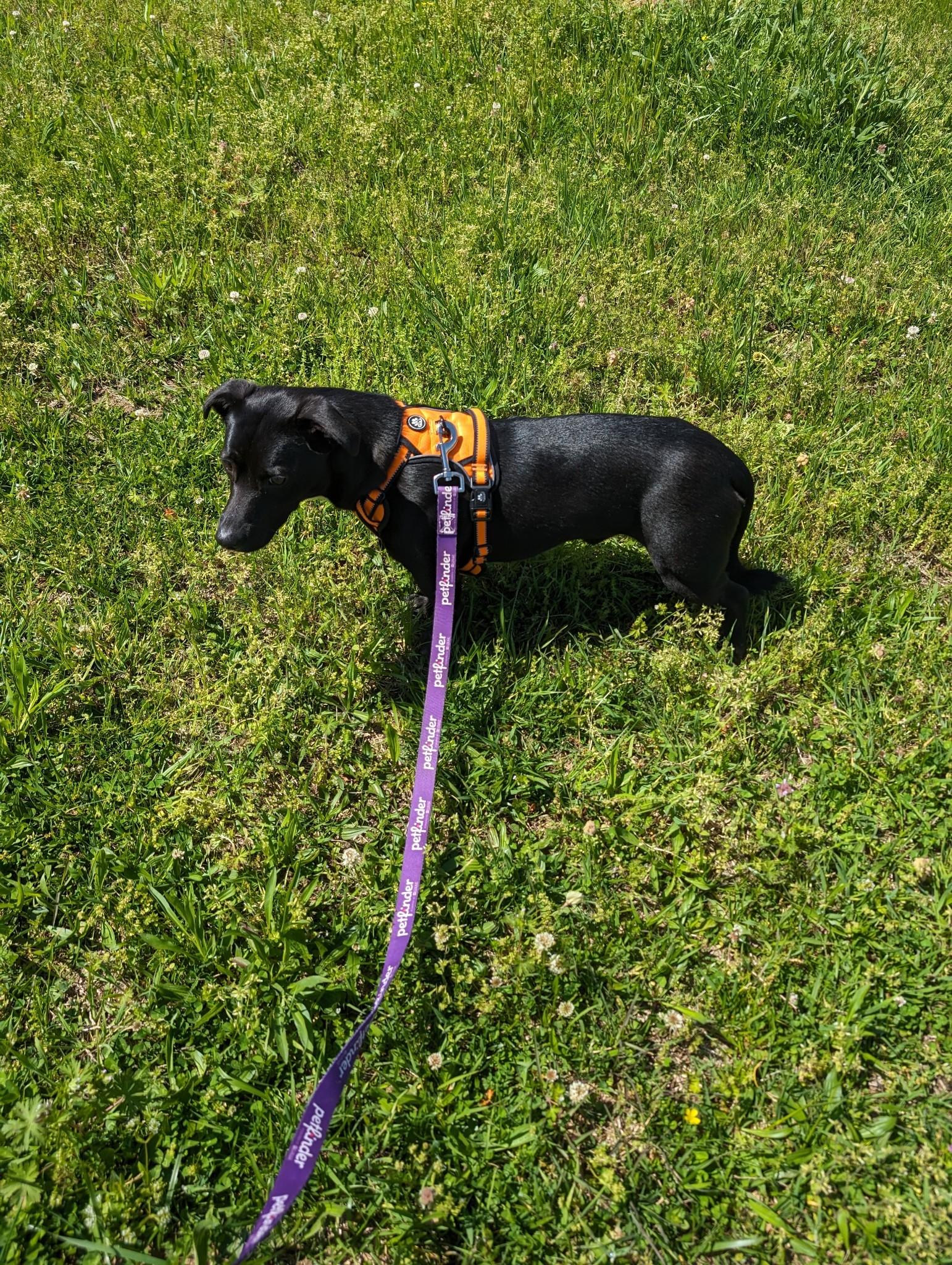 Mavis and Huey Bonded Pair (NO ADOPTION FEE Home, Foster or Rescue Needed ASAP), a Adoptable mixed breed in Guntersville, AL image 4/6