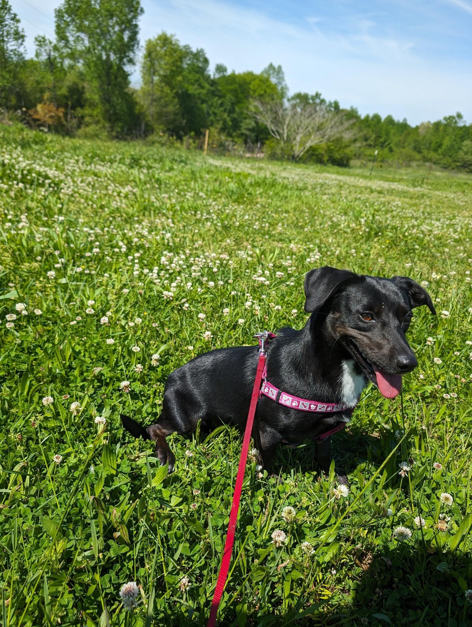 Mavis and Huey Bonded Pair (NO ADOPTION FEE Home, Foster or Rescue Needed ASAP), Adoptable, Adult Female Dachshund & Black Labrador Retriever.