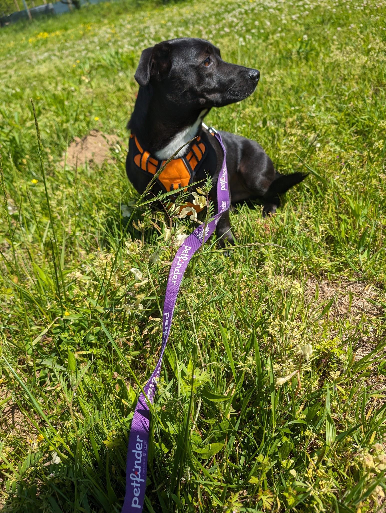 Mavis and Huey Bonded Pair (NO ADOPTION FEE Home, Foster or Rescue Needed ASAP), a Adoptable mixed breed in Guntersville, AL image 2/6