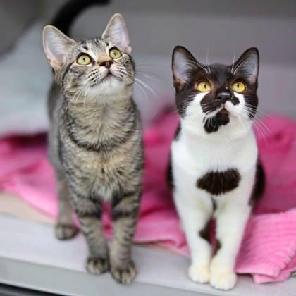 Catie, Adoptable, Young Female Domestic Short Hair.