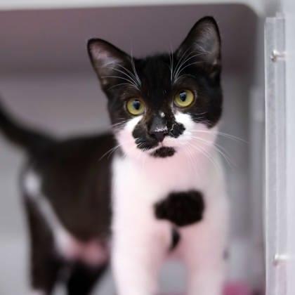 Enlarge Catie, a Adoptable mixed breed in Atlanta, GA image 2/3