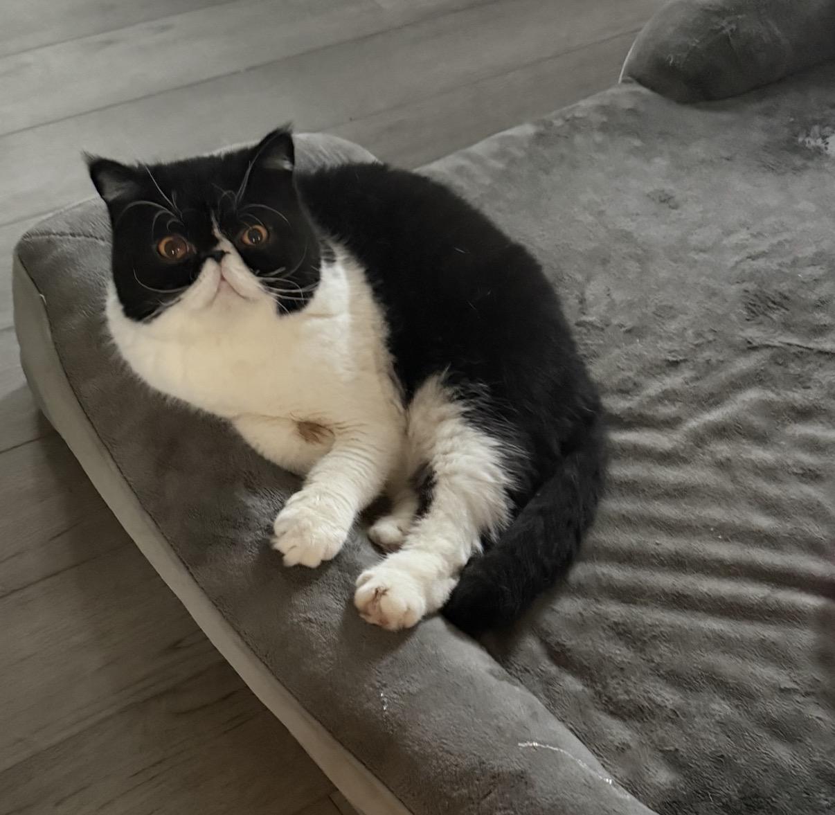 Enlarge Your Majesty (Courtesy), an adopted Exotic Shorthair in Morristown, NJ image 2/2