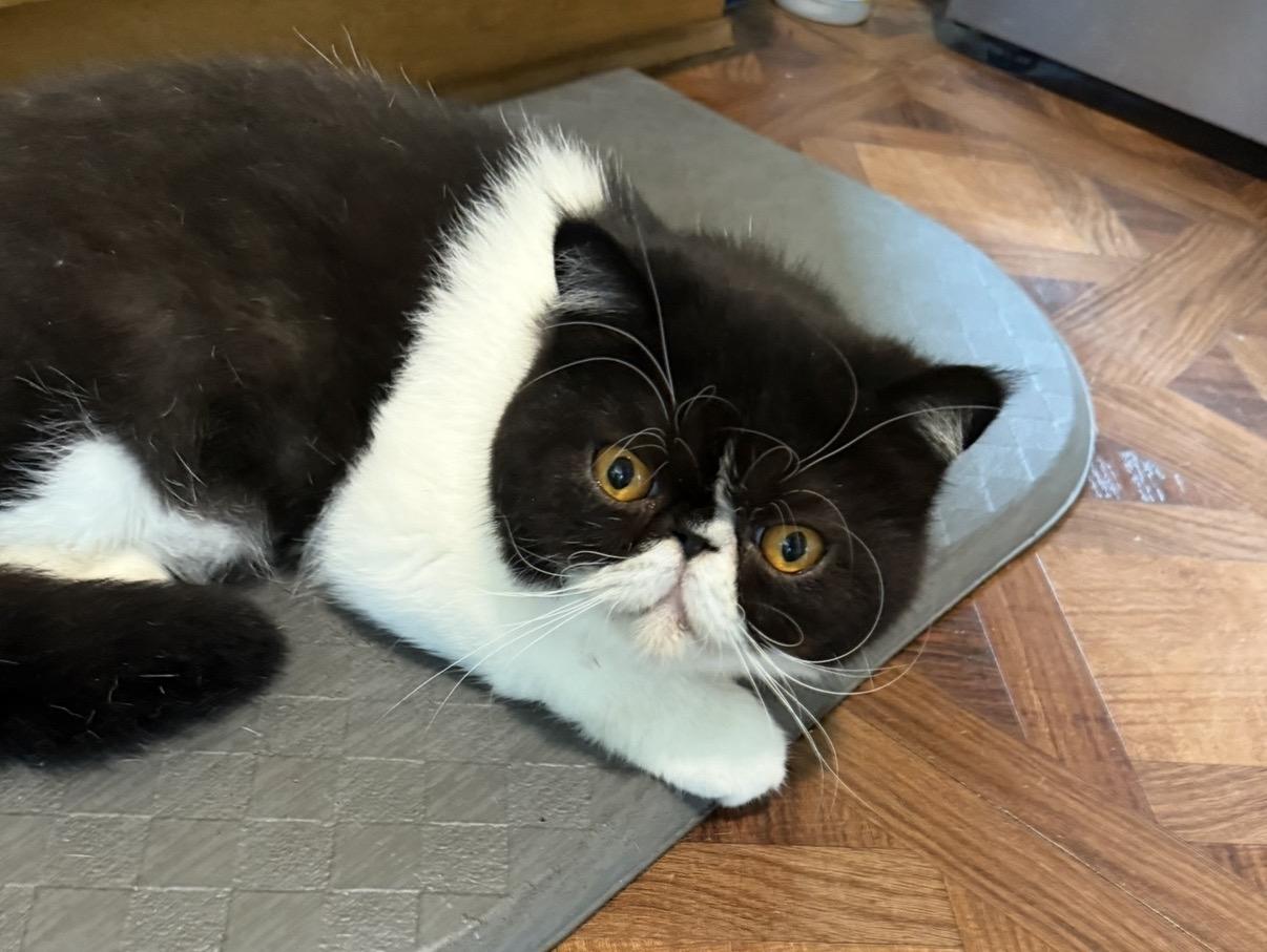 Your Majesty (Courtesy), adopted, Young Male Exotic Shorthair.