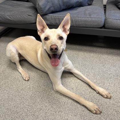 Enlarge Carlos, a ADOPTABLE mixed breed in Lansing, MI image 2/2