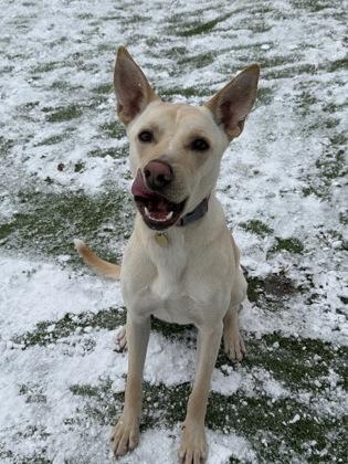 Enlarge Carlos, a ADOPTABLE mixed breed in Lansing, MI image 3/3