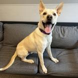 Enlarge Carlos, a ADOPTABLE mixed breed in Lansing, MI image 5/6