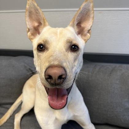 Carlos, ADOPTABLE, Adult Male Mixed Breed.