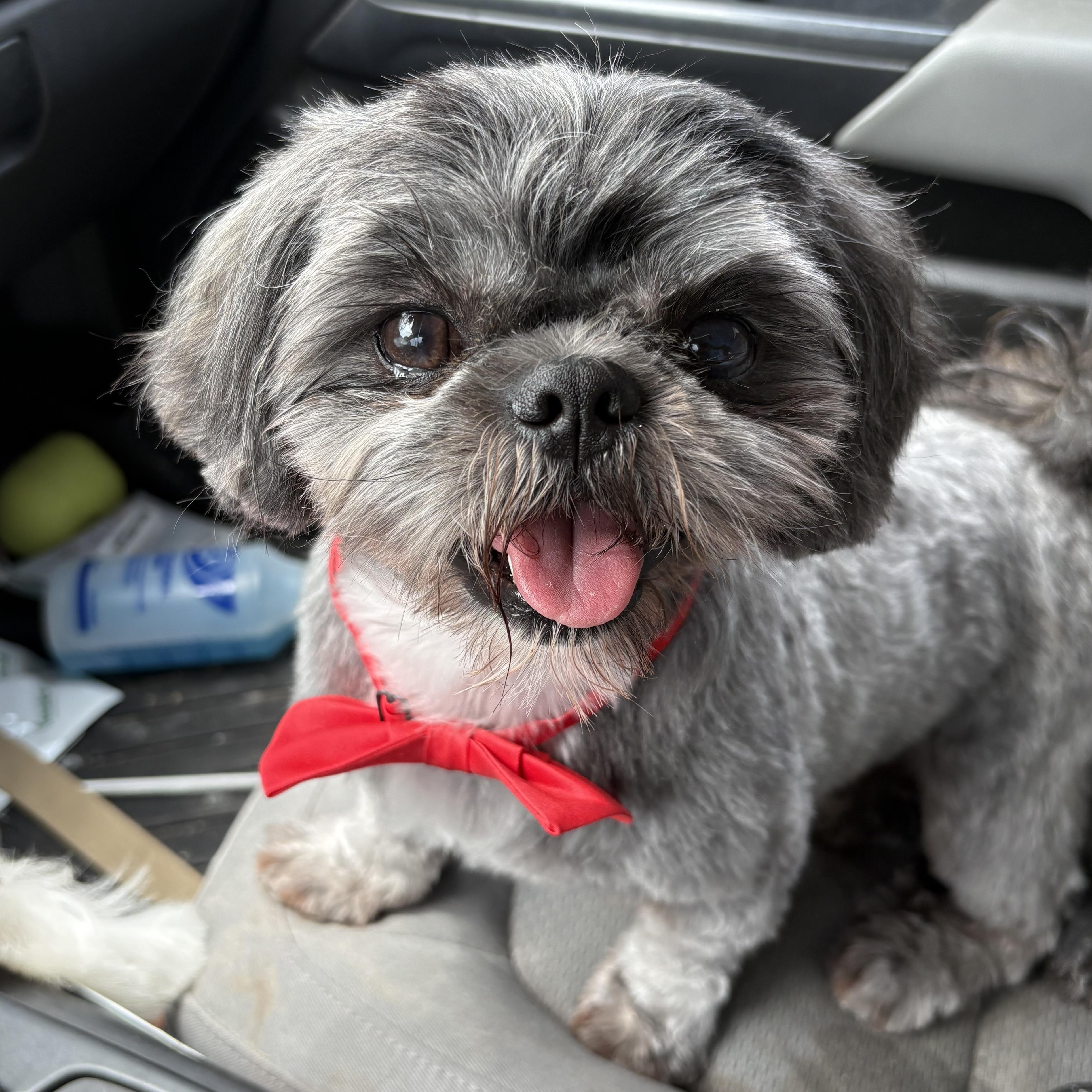 Alfie, Adopted, Young Male Shih Tzu.