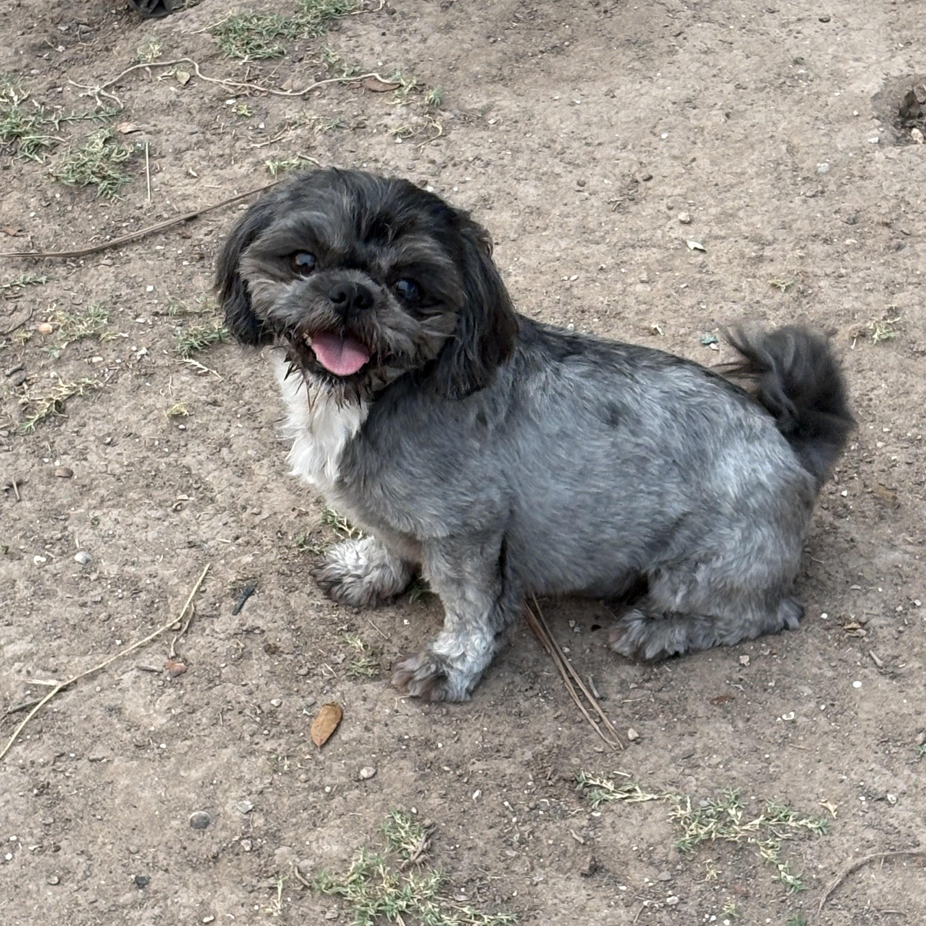 Enlarge Alfie, a Adopted Shih Tzu in Manchester, NH image 3/4