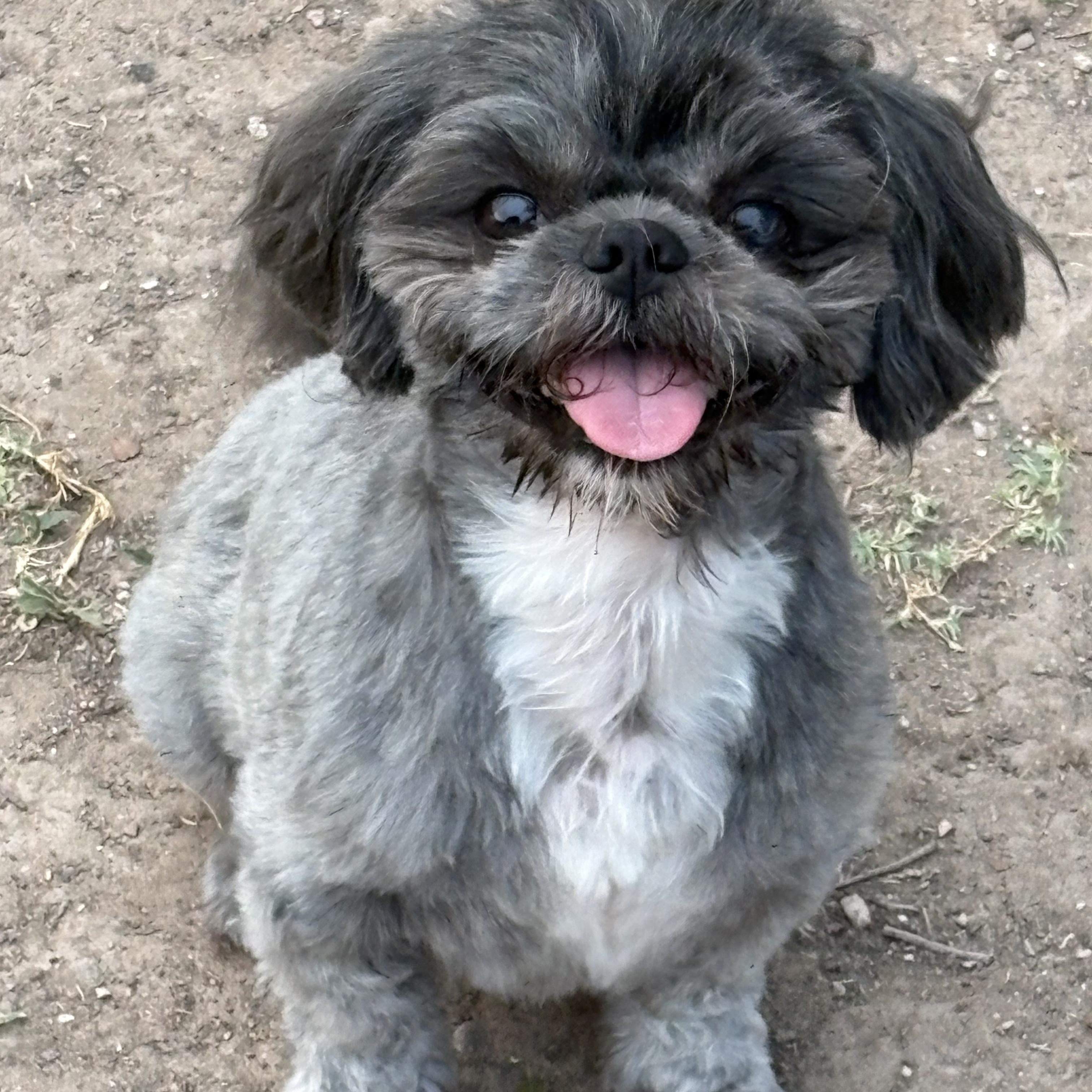Enlarge Alfie, a Adopted Shih Tzu in Manchester, NH image 4/4