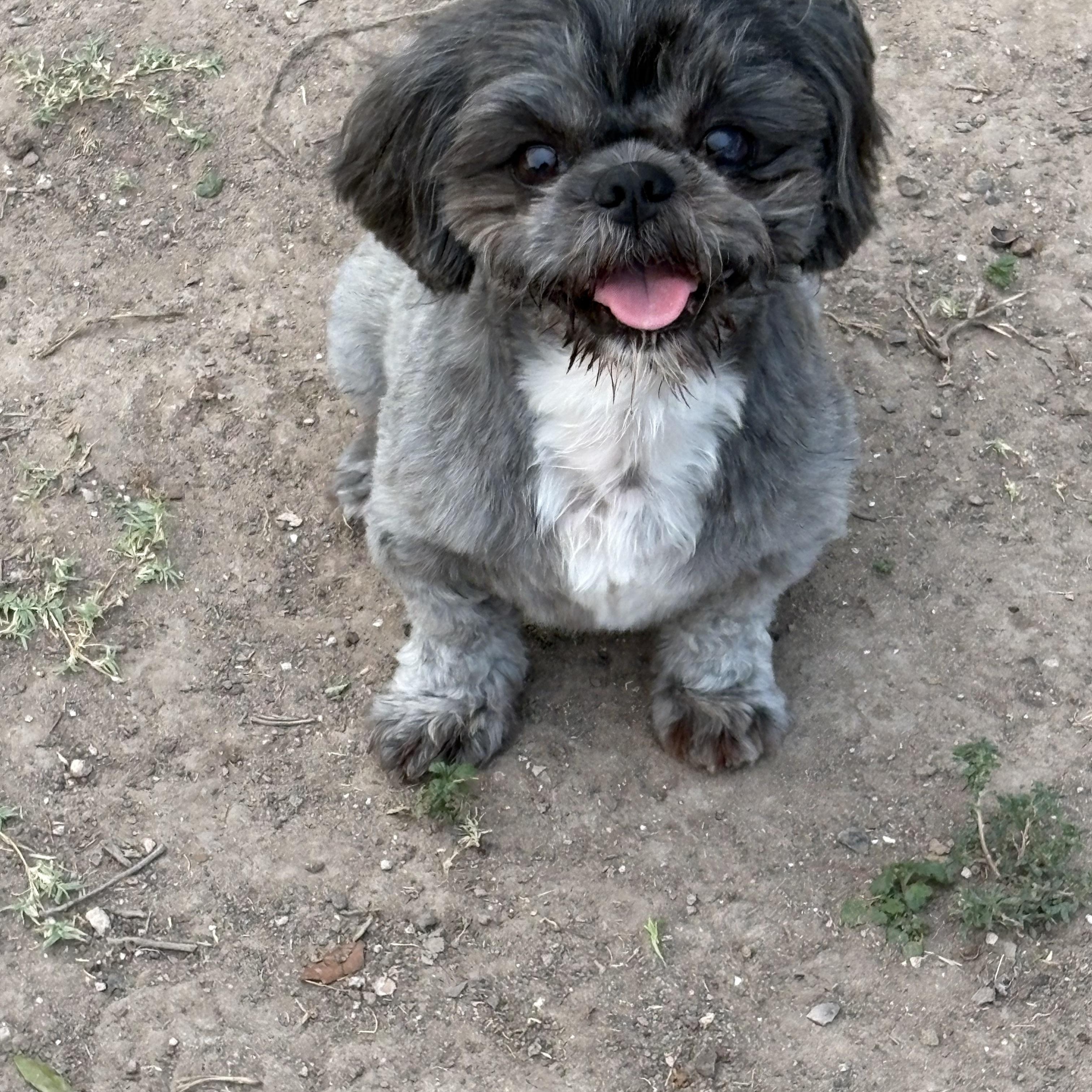 Enlarge Alfie, a Adopted Shih Tzu in Manchester, NH image 2/4