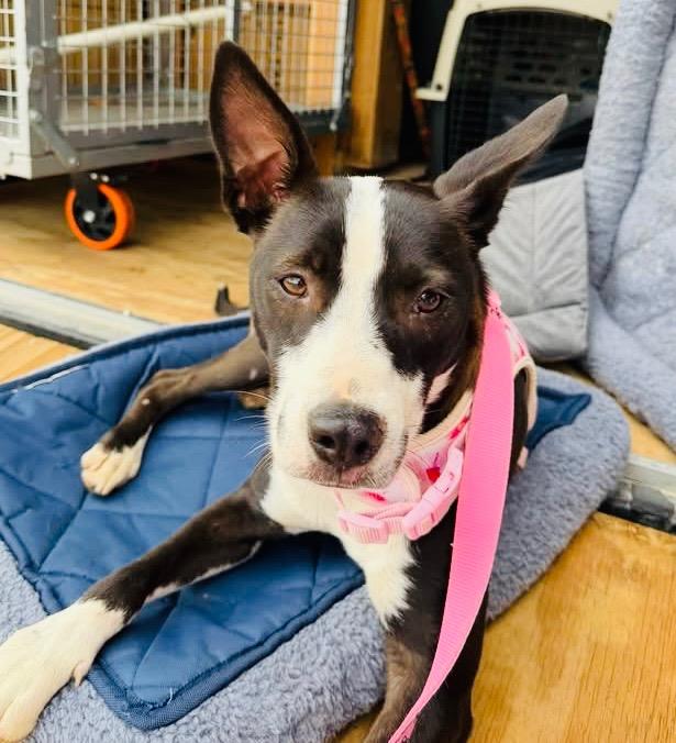 China, Adoptable, Puppy Female Terrier & Pit Bull Terrier.