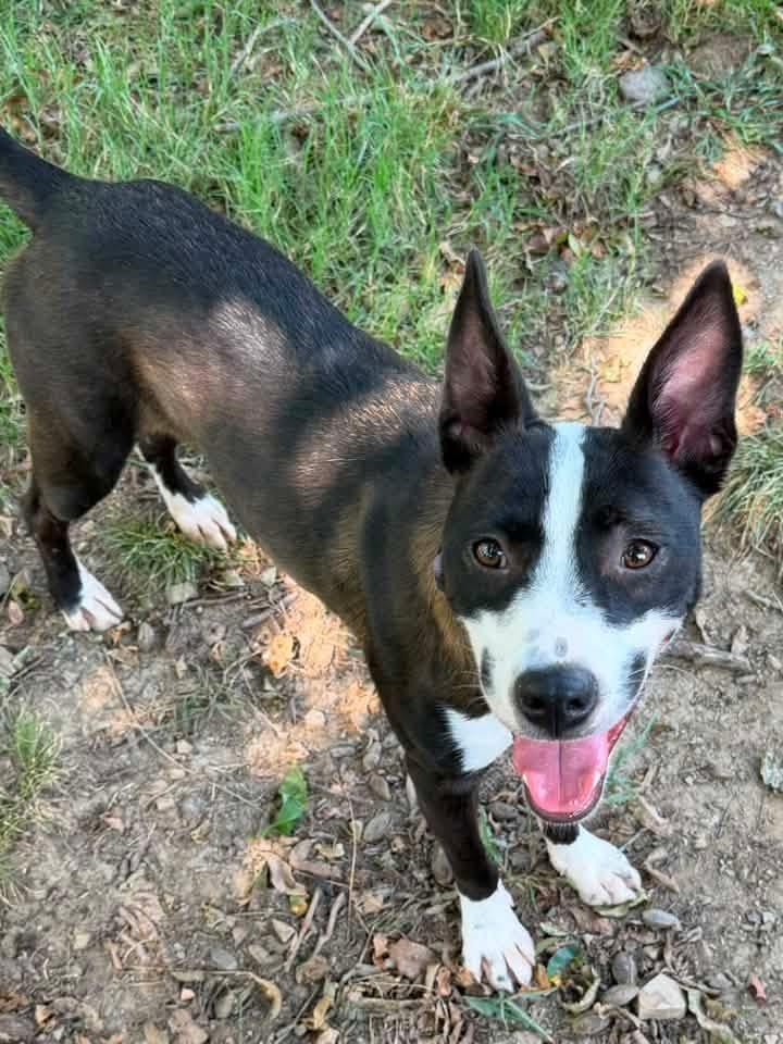Enlarge China, a Adoptable mixed breed in Claremore, OK image 3/4