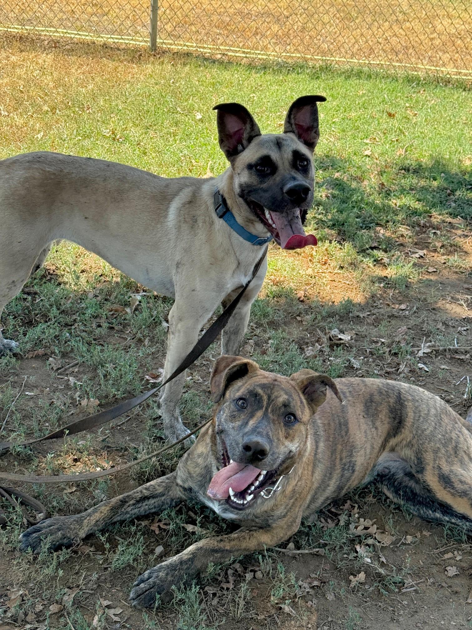 Neal, an adoptable Pit Bull Terrier in Redding, CA, 96099 | Photo Image 2