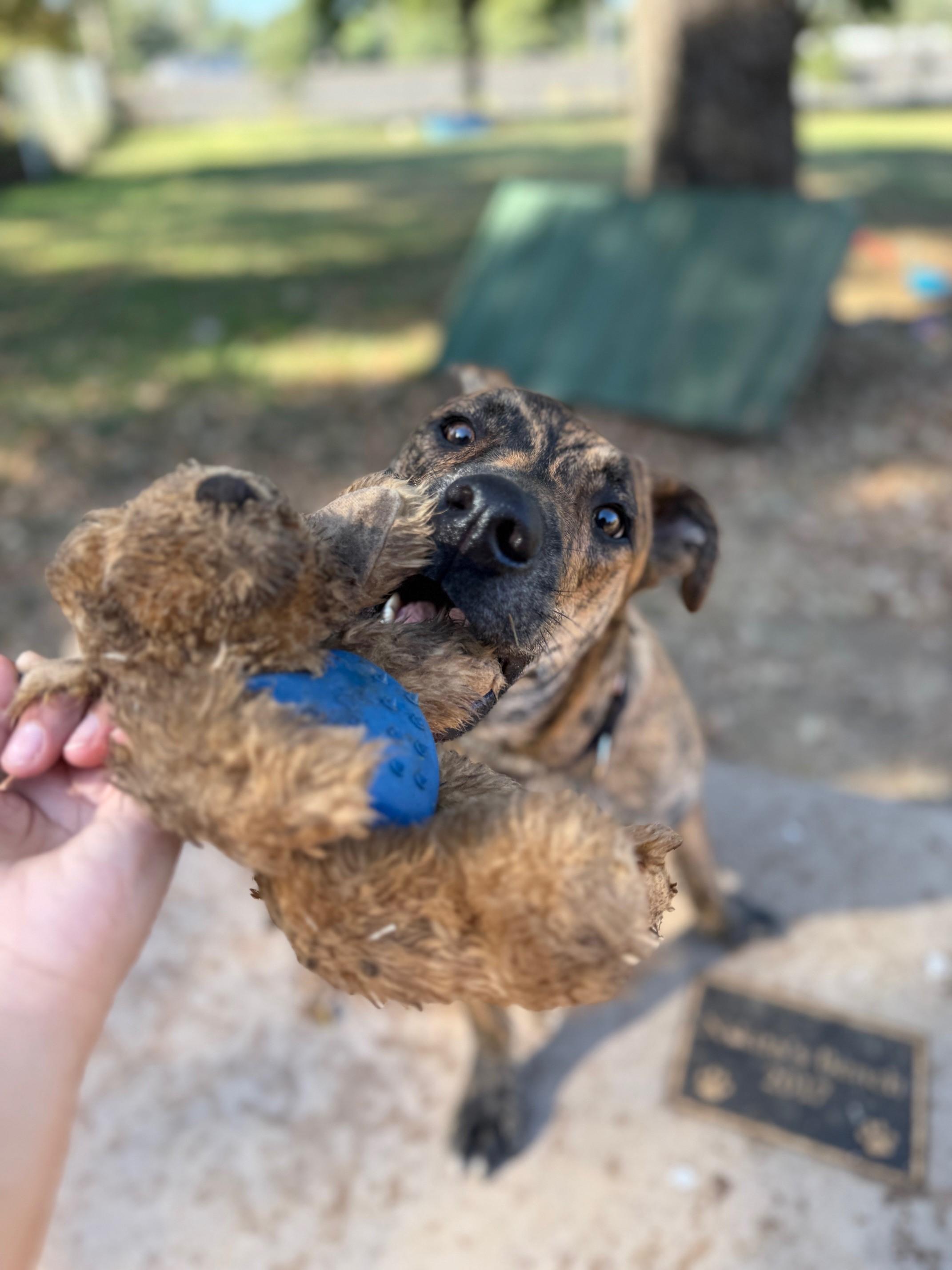 Neal, an adoptable Pit Bull Terrier in Redding, CA, 96099 | Photo Image 5