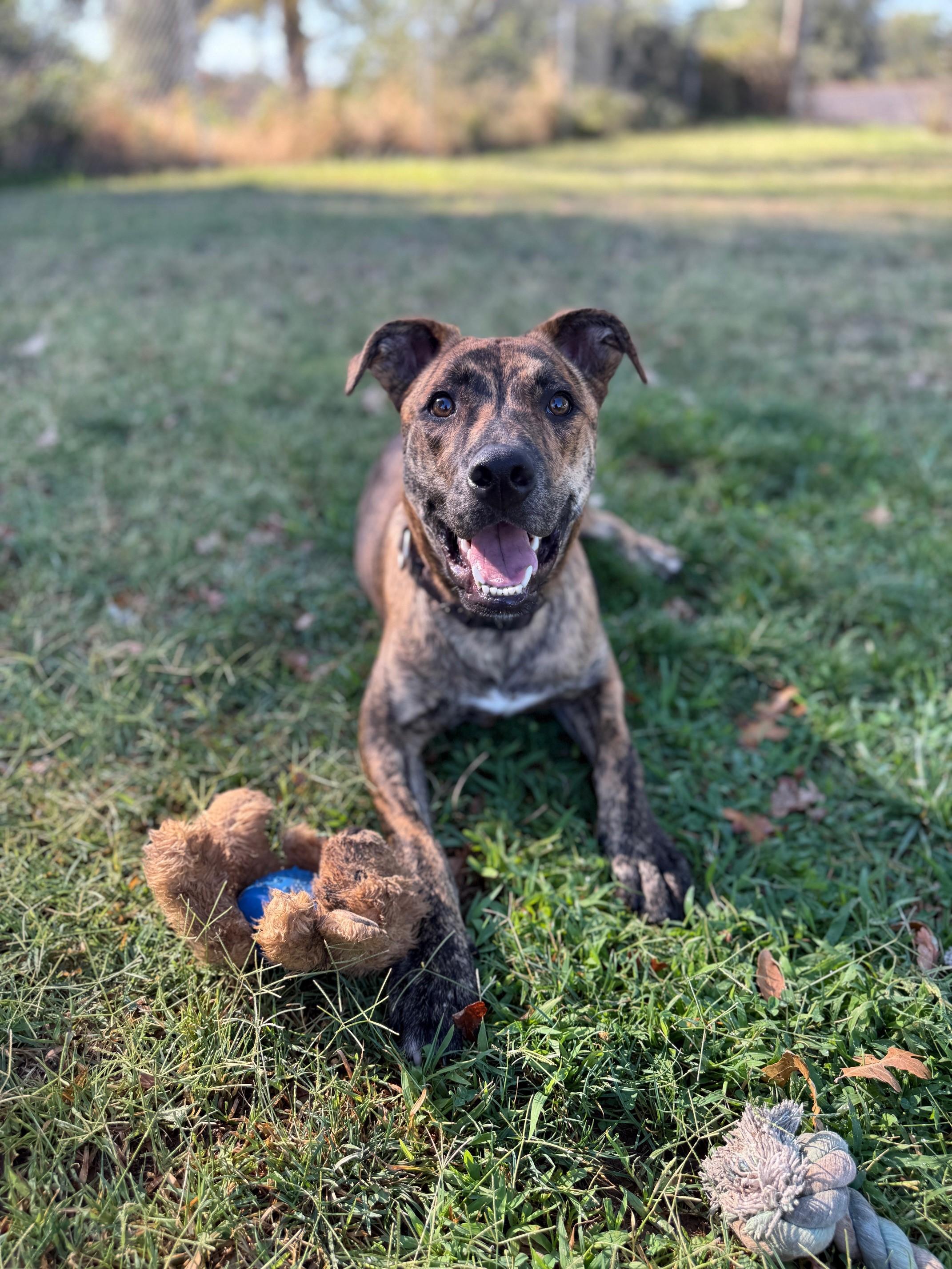 Neal, an adoptable Pit Bull Terrier in Redding, CA, 96099 | Photo Image 1