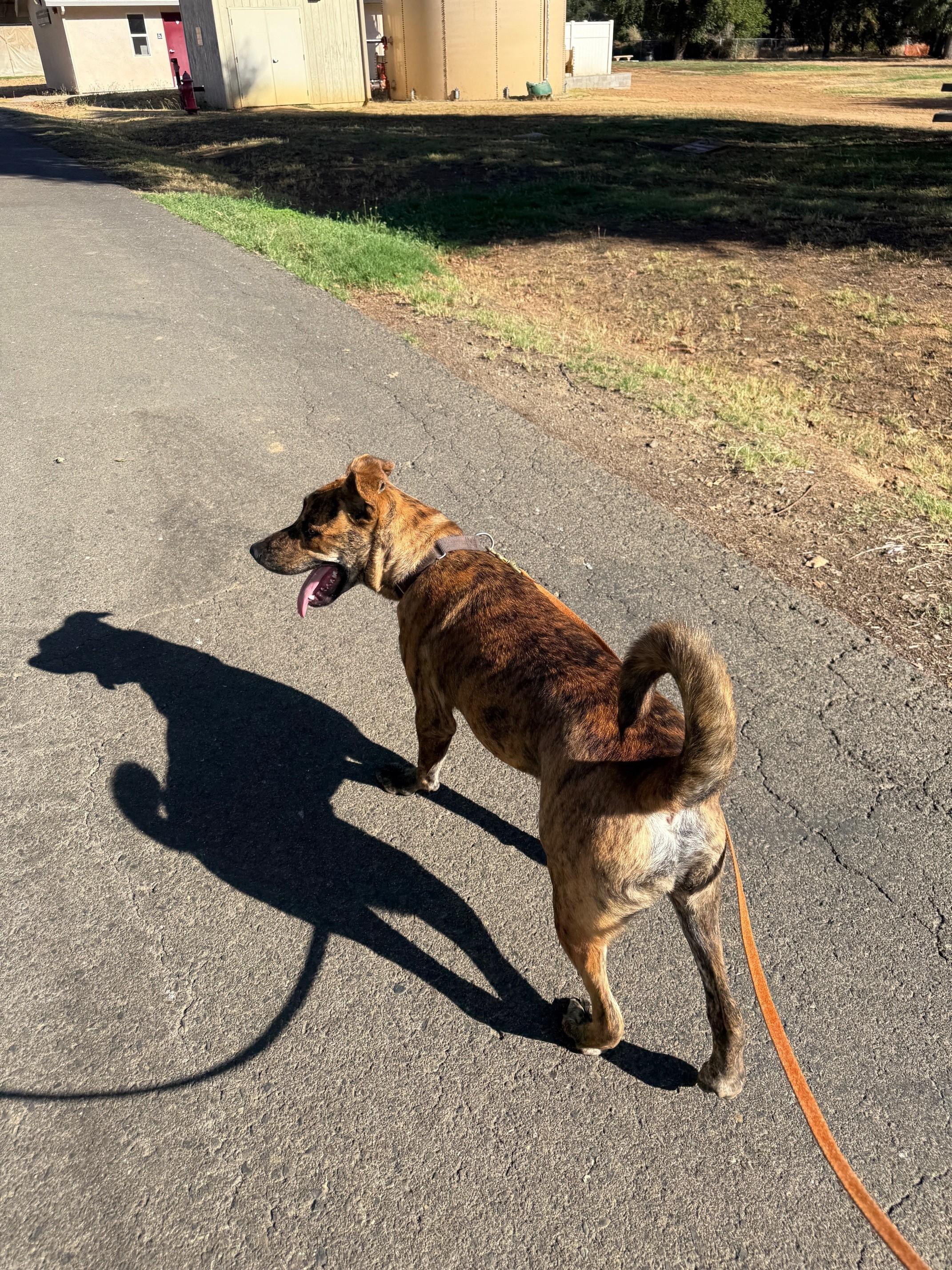 Neal, an adoptable Pit Bull Terrier in Redding, CA, 96099 | Photo Image 4