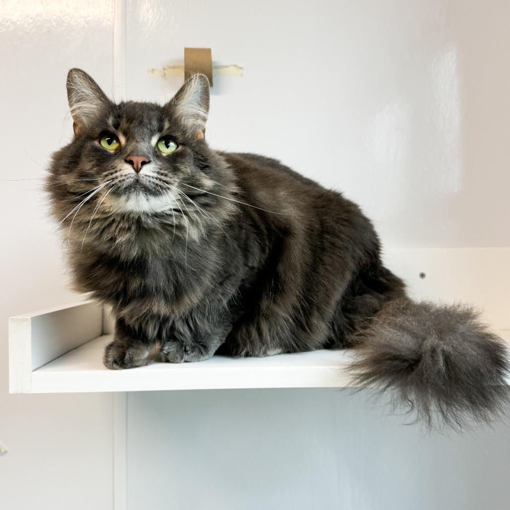 Enlarge Little Bit, a Adoptable Domestic Long Hair in Fort Wayne, IN image 1/4